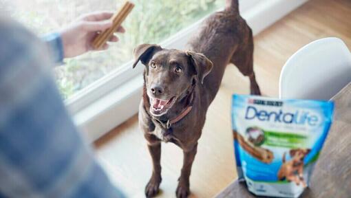 Chien recevant un bâtonnet à mâcher Dentalife