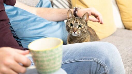 propriétaire buvant du thé avec un chat est assis à côté