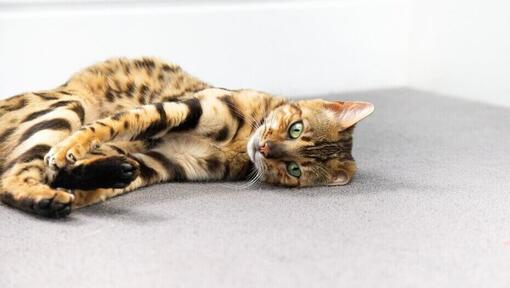 Bengalkatze, die sich auf dem Boden zusammenrollt