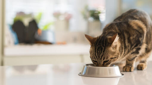 Katze, die Futter aus einem weissen Napf frisst