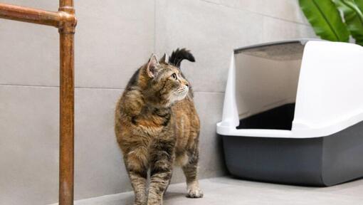 Chat à côté d’une litière