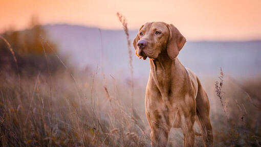 Brown Vizsla dans un pré