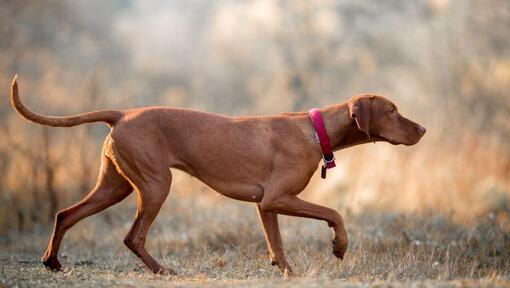 Brown Vizsla marchant dans un pré