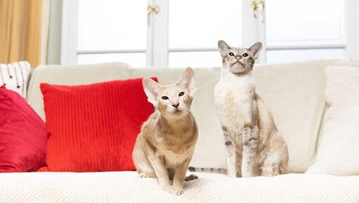 Zwei Katzen sitzen nebeneinander auf einem Sofa