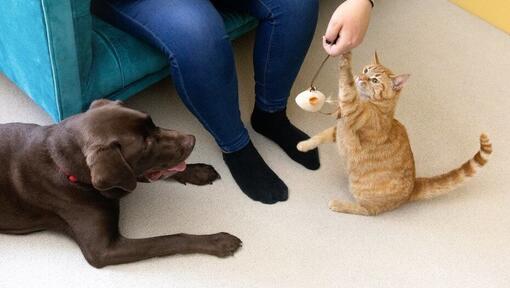 Katze, die mit Besitzer mit einem Federspielzeug spielt, während der Hund zuschaut