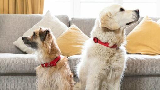 Gros chien et petit chien regardant dans des directions opposées