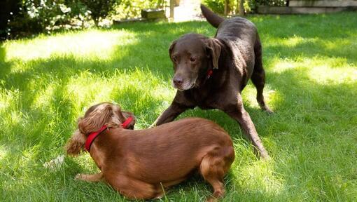 Welpe und älterer Hund, die in einem Garten spielen
