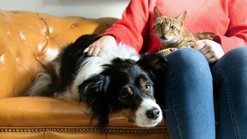 femme tenant un chat et caressant un chien 