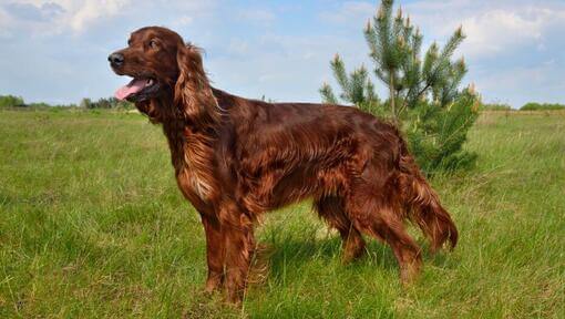 Setter irlandais dans un pré