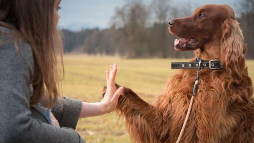 Irish Red Setter gibt Pfote