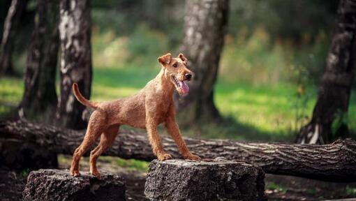 Irish Terrier im Wald