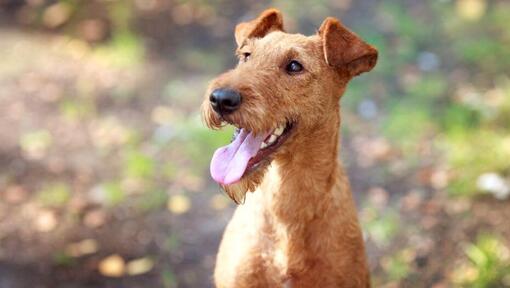 Terrier irlandais sortant la langue