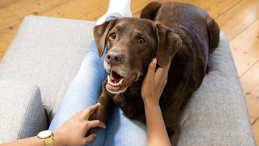 Chien couché sur un canapé avec sa propriétaire