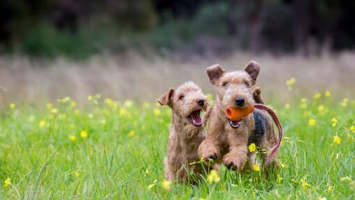 deux terriers en train de jouer