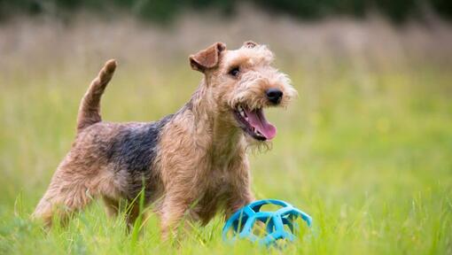 Terrier regardant au loin