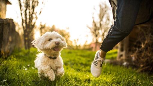 Bichon maltais courant à côté d’une personne