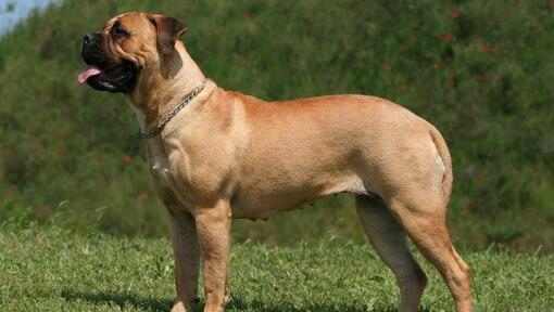 Mastiff dans l'herbe verte