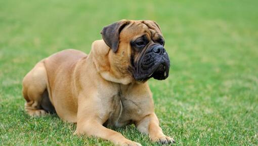 Mastiff couché dans l'herbe verte