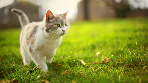 chaton marchant sur l'herbe