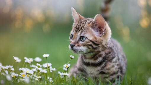 chaton couché reniflant des pâquerettes