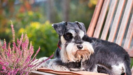 Schnauzer nain allongé sur une chaise dans un jardin