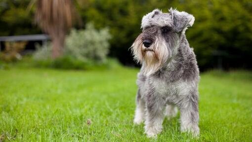 Schnauzer nain sur l'herbe