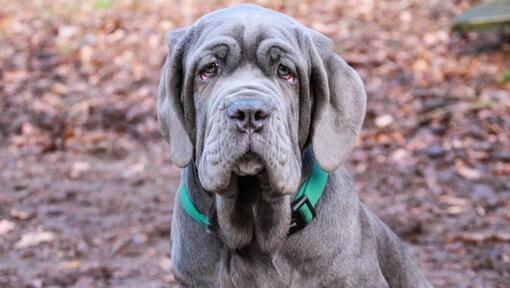 Mastino Napoletano mit grünem Halsband