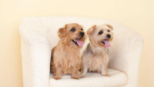 Deux Norfolk Terriers sur un fauteuil