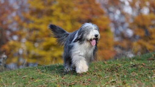 Bobtail marchant sur l'herbe verte