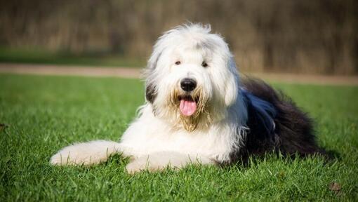 Bobtail couché dans l'herbe