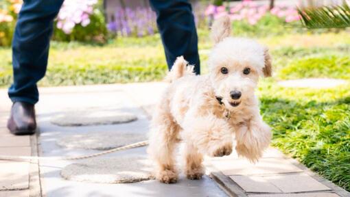 Caniche jouant dans le jardin