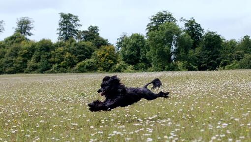 Portugiesischer Wasserhund, der über ein Feld läuft