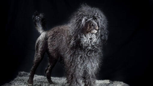 Portugiesischer Wasserhund in der Nacht