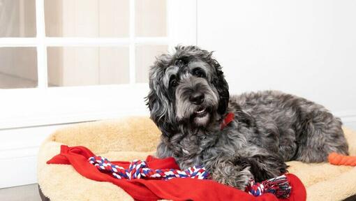 Glücklicher grauer Hund, der auf einem bequemen Bett mit einer Decke und einem Spielzeug liegt