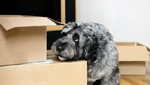 Chien gris à l’air inquiet avec la tête appuyée sur des cartons d'emballage