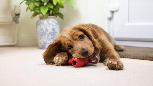 Chiot marron mâchant un jouet rouge