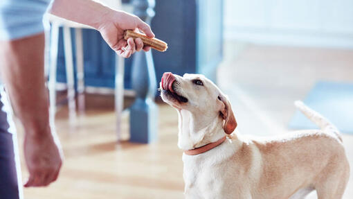 Hund mit Dentalife kauen