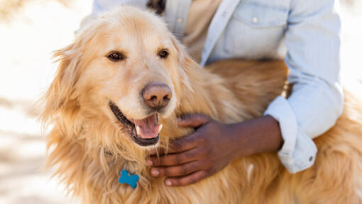 Älterer Hund mit Besitzer