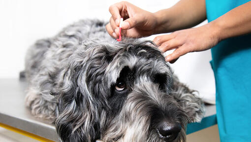 vétérinaire enlevant les tiques d’un chien