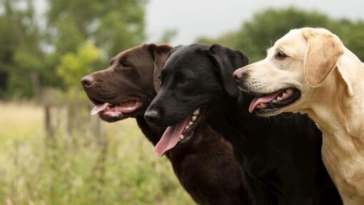 trois labradors alignés les uns à côté des autres