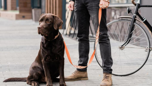 Labrador neben seinem Besitzer