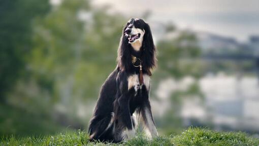 Saluki sitzt auf einem Hügel