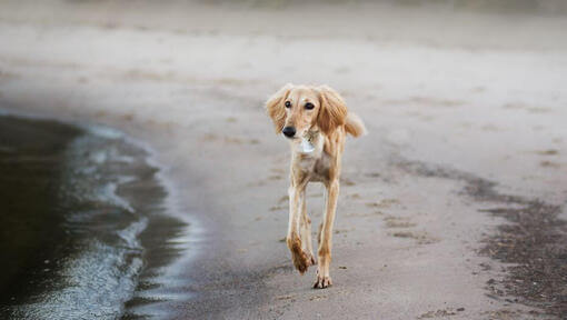 Chien Saluki courant sur la plage