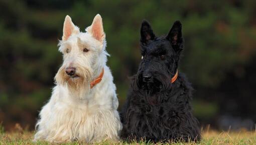 Schwarz-weisse Scottish Terrier sitzen nebeneinander