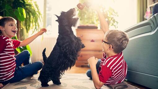 Terriers écossais jouant avec des enfants