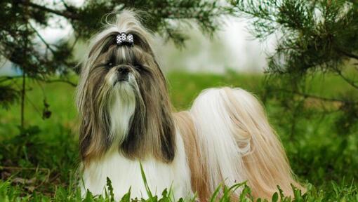 Shih Tzu neben Kiefern