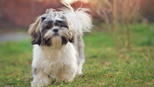 Chien Shih Tzu marchant sur l'herbe