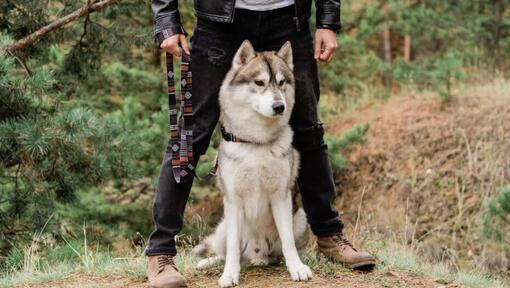 Husky assis à côté de son propriétaire