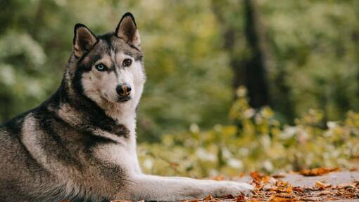 Husky dans la forêt