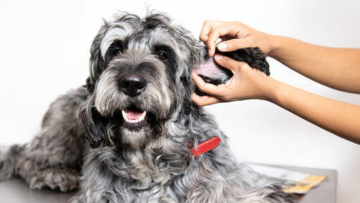 Hautallergien bei Hunden
